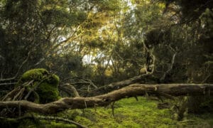 Dünya genelinde ağaç türlerinin üçte biri yok olma tehlikesiyle karşı karşıya