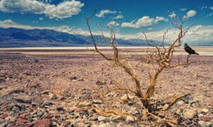 Kurak bölgeler son 40 yılda üç katına çıktı
