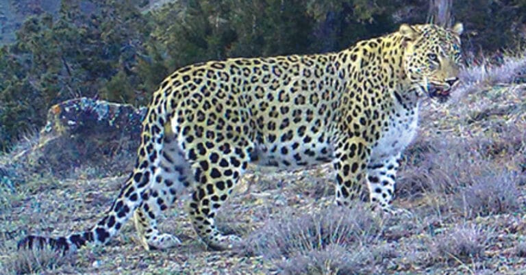 Anadolu Parsı fotokapanla görüntülendi