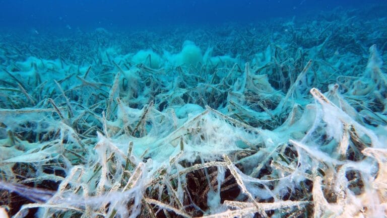 Marmara Denizi’nde müsilaj tehlikesi devam ediyor: Her an yüzeye çıkabilir