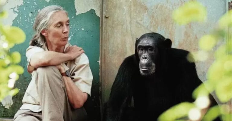 Jane Goodall uyarıyor: Altıncı büyük yok oluş gerçekleşiyor