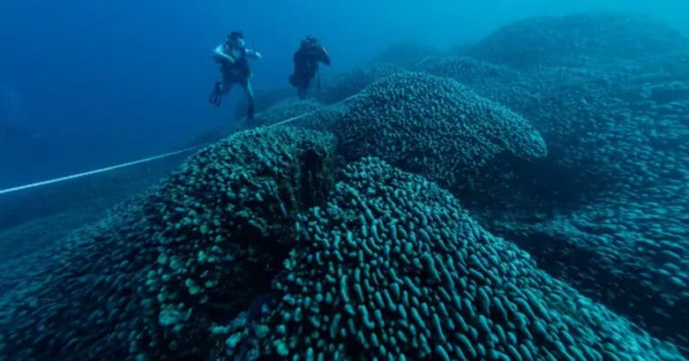 Dünyanın 300 yaşındaki en büyük mercanı tesadüfen keşfedildi