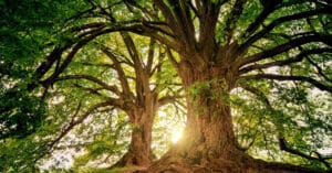 Ağaçsız bir gezegen hayal edebilir misiniz? Ağaç türlerinin 3’te 1’inde yok olma tehlikesi