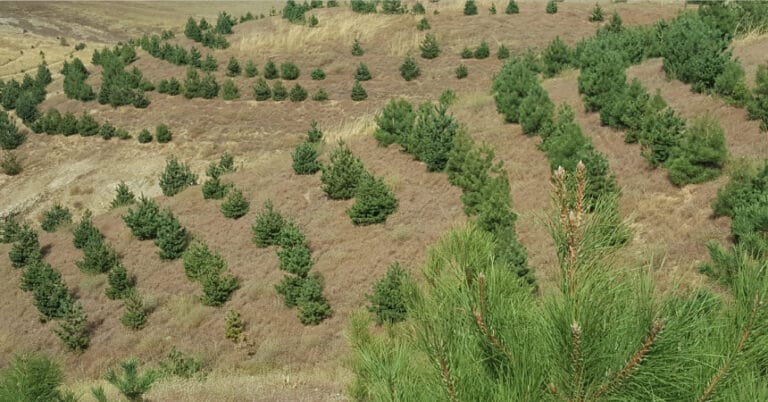 “81 İlde 81 Orman Projesi” Samsun’da fidan dikimiyle başladı