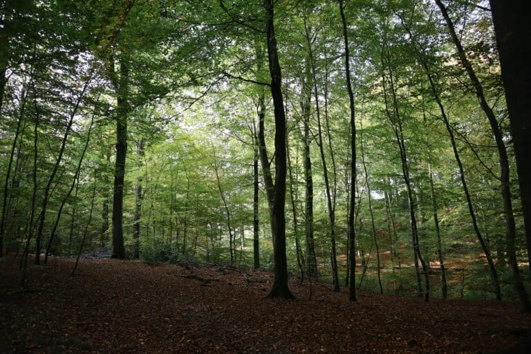 Danimarka’dan İklim değişikliğiyle mücadelede tarihi adım: 1 milyar ağaç ve yeni ormanlar