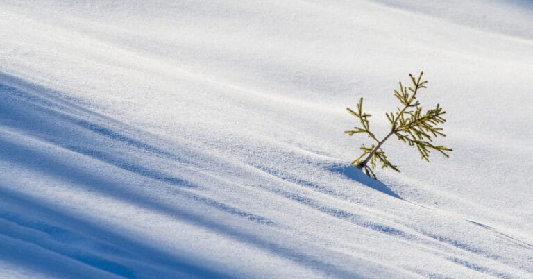 Kar kuraklığı nedir? Neden oluşur? Etkileri nelerdir?