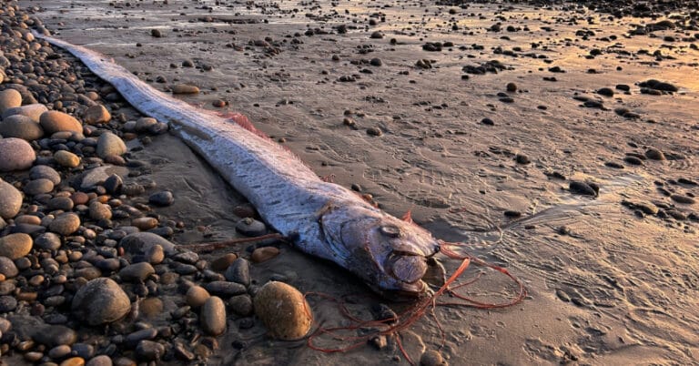 California’da bir kez daha Kürek Balığı görüldü: Felaket habercisi mi?