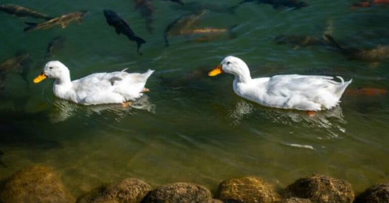 Yaban hayatı alarm veriyor: 50 yıl içinde yüzde 73 düşüş