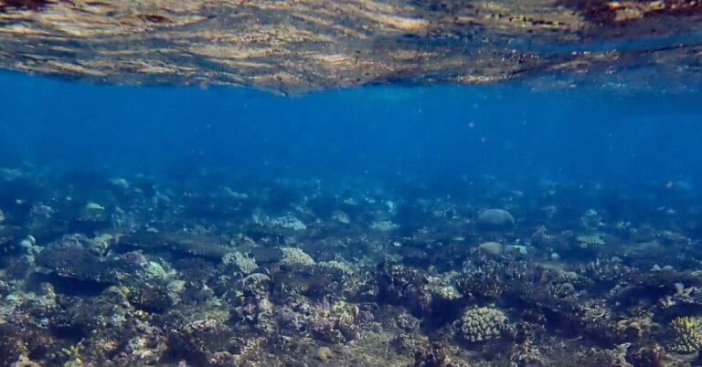 Artık mercan mezarlığı! Büyük Set Resifi’nden üzücü haber: 3’te 1’i yok oldu!