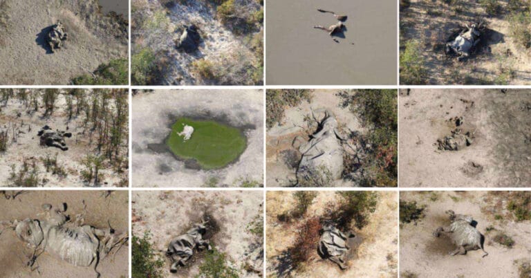 Gizemli fil ölümlerinin nedeni: Zehirli su ve iklim değişikliği