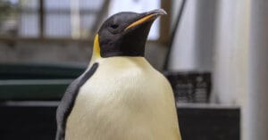 Antartika pengueni Avustralya’da görüldü