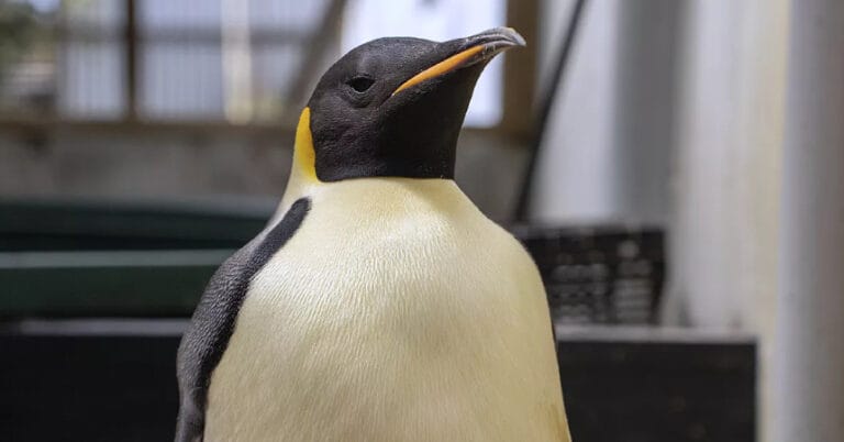 Antartika pengueni Avustralya’da görüldü