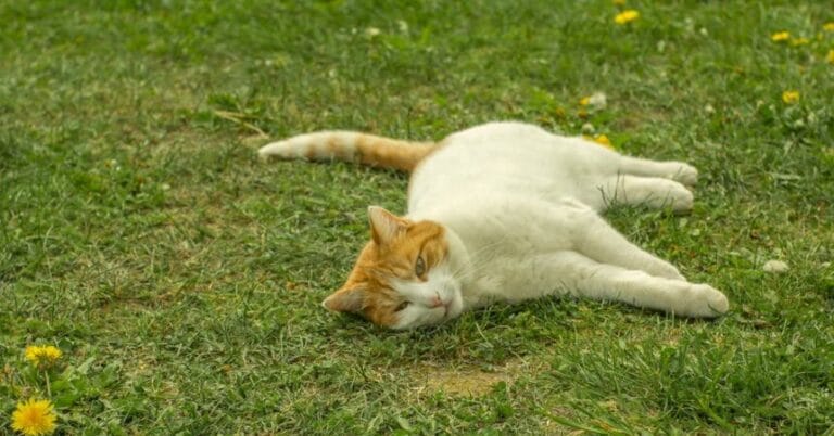Sıcak Çarpması Nedir? Belirtileri, Nedenleri ve Korunma Yolları