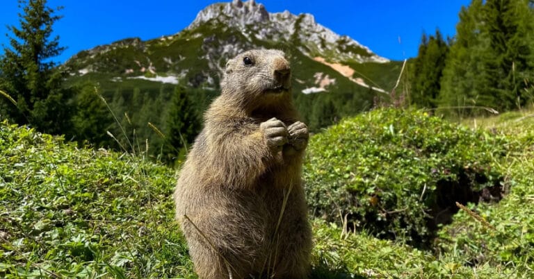 Biyoçeşitlilik sıcak noktası nedir?