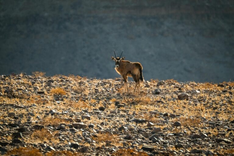 Dünya genelinde kurak alanlar yüzde 40’a ulaştı: Su ve toprak krizinde alarmlar çalıyor