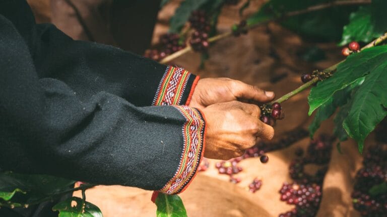 Kenya’nın kahve endüstrisi iklim değişikliği tehdidiyle karşı karşıya