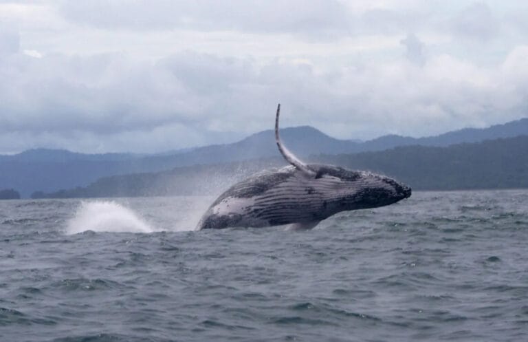 Kambur balinanın destansı göçü: İklim değişikliğinin etkileri mi, yeni bir macera mı?