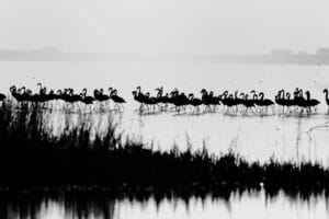 Doğu Avustralya’da su kuşu sayısı yarıya düştü: Ekolojik alarm