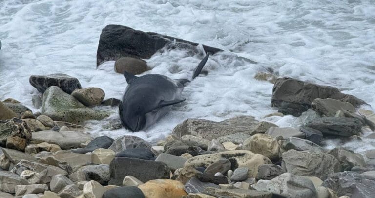 Karadeniz’de petrol tankerinin batması sonucu 19 yunus ölü bulundu