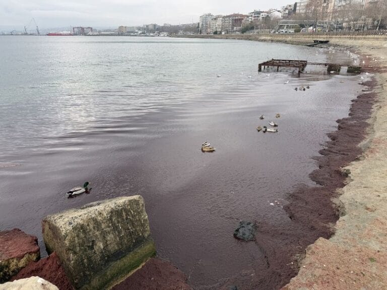 Tekirdağ kıyılarında lodos sonrası kızıl yosun istilası