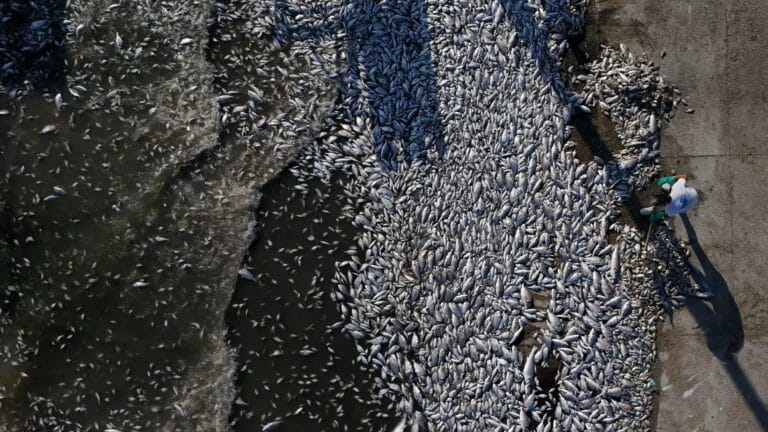 İzmir Körfezi’ndeki 11 balık çeşidinde mikroplastik tespit edildi