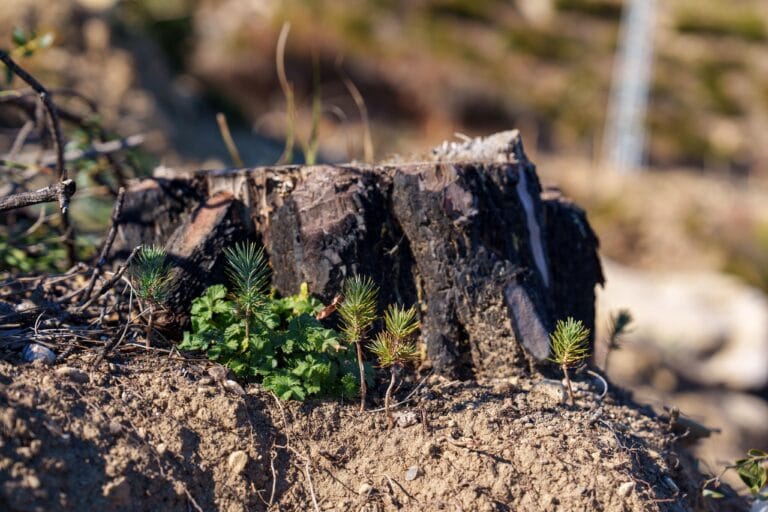2024’te 500 milyon fidanı toprakla buluştu