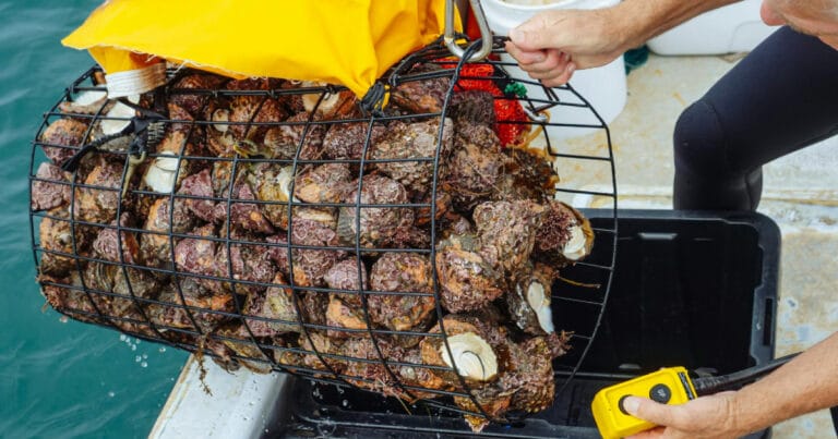 İspanya’da kabuklu deniz ürünleri stoklarında felaket niteliğinde çöküş