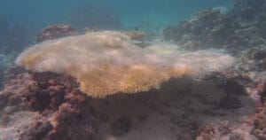 Büyük Set Resifi’nde felaket: Mercanların yüzde 40’ı beyazlama sonrası öldü