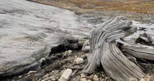 Eriyen buzlar, 6 bin yıllık ormanın kalıntılarını ortaya çıkardı