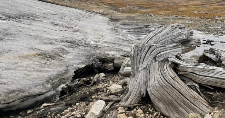 Eriyen buzlar, 6 bin yıllık ormanın kalıntılarını ortaya çıkardı