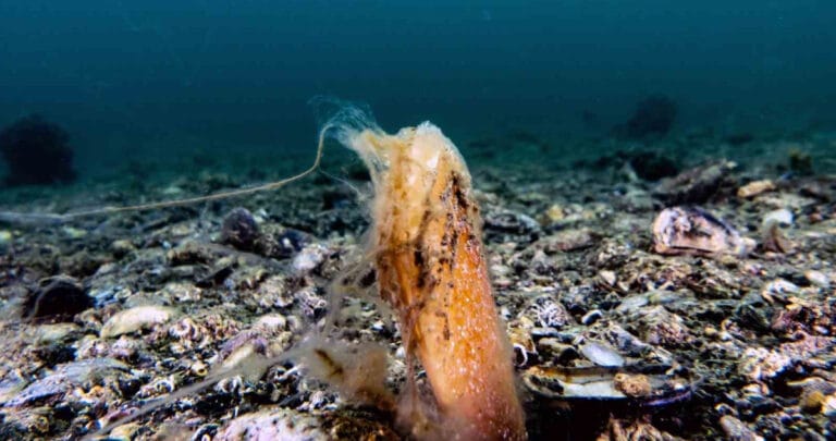 Müsilaj, deniz çayırı ve pinaları olumsuz etkiliyor