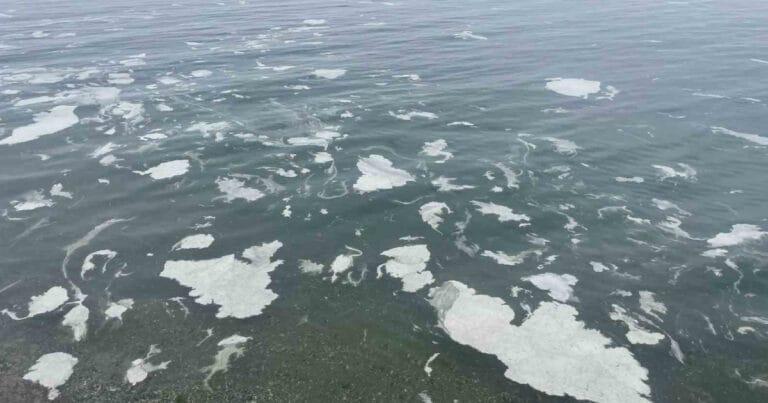 Mudanya’yı müsilaj sardı, deniz beyaz tabakayla örtüldü