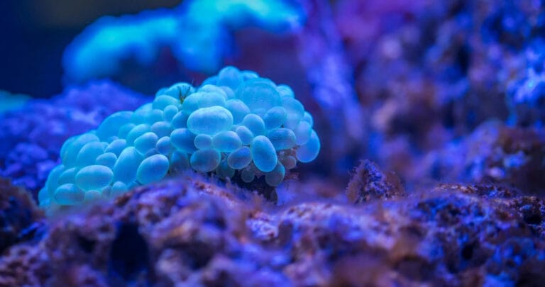 Samsung, mercan resiflerini korumak için ABD’li Seatrees ile işbirliği yaptı