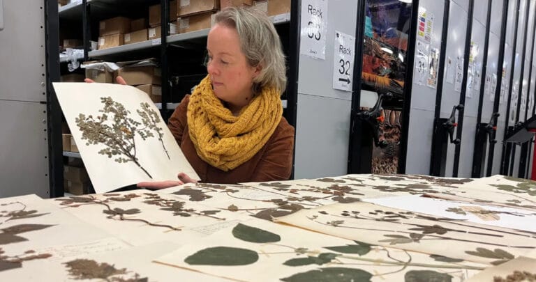 Hava kirliliğini ölçmek için 200 yıllık bitkiler incelenecek