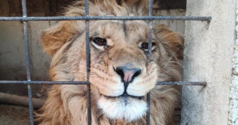 Yaban hayvanı kaçakçılığı operasyonunda 20 bin hayvan ele geçirildi