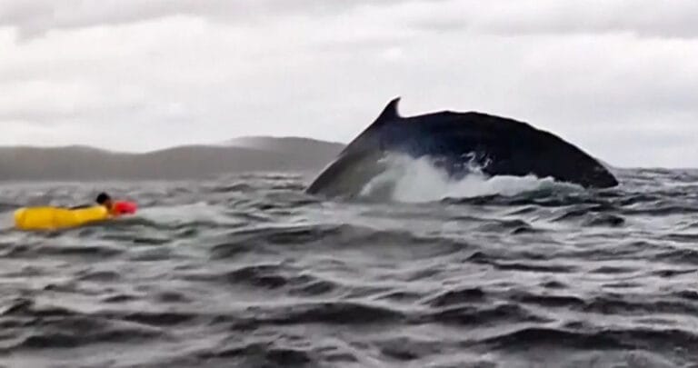Şili’de kambur balina bir kanocuyu önce yuttu ve sonra tükürdü