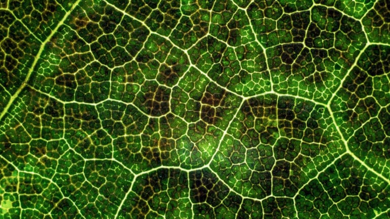 Bitkiler, ısınan iklimin etkisiyle karbon emilimini kaybediyor