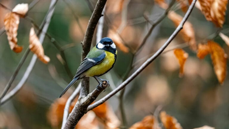 COP16’da tarihi anlaşma: Küresel gerginliklere rağmen doğaya umut