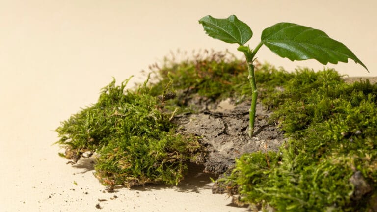 Ülkeler biyoçeşitlilik için Roma’da bir araya geliyor