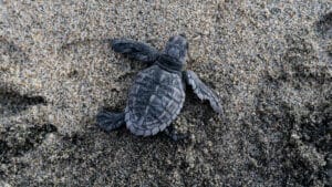 Kaplumbağalar, iklim değişikliğine karşı yuvalama davranışlarını değiştiriyor