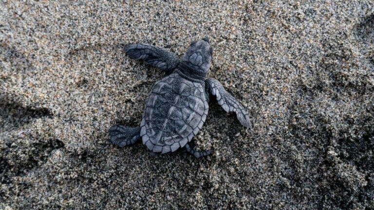 Kaplumbağalar, iklim değişikliğine karşı yuvalama davranışlarını değiştiriyor