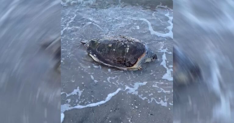 Bodrum’da deniz kaplumbağası kıyıya vurdu
