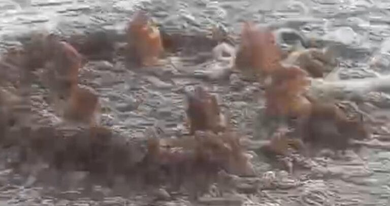 İzmir’de körfeze atık su deşarjına 1,6 milyon lira ceza