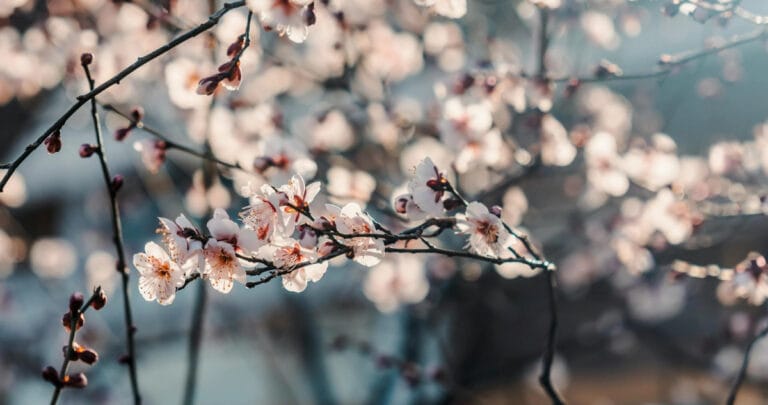 Cemre düşme tarihleri 2025: İlk Cemre ne zaman ve nereye düşecek?