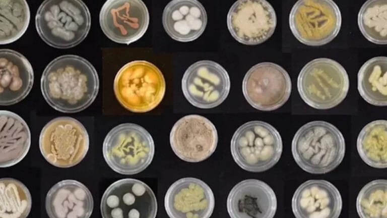 Bilim insanları, deniz mantarlarını plastikleri yemeleri için eğitiyor