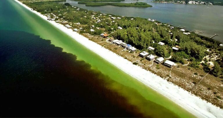 Florida’da “kırmızı gelgit” tehlikesi: Çevreciler acil durum ilanı talep ediyor