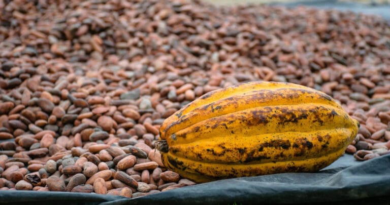 İklim krizi, kakao üretimini ve çikolata fiyatlarını tehdit ediyor
