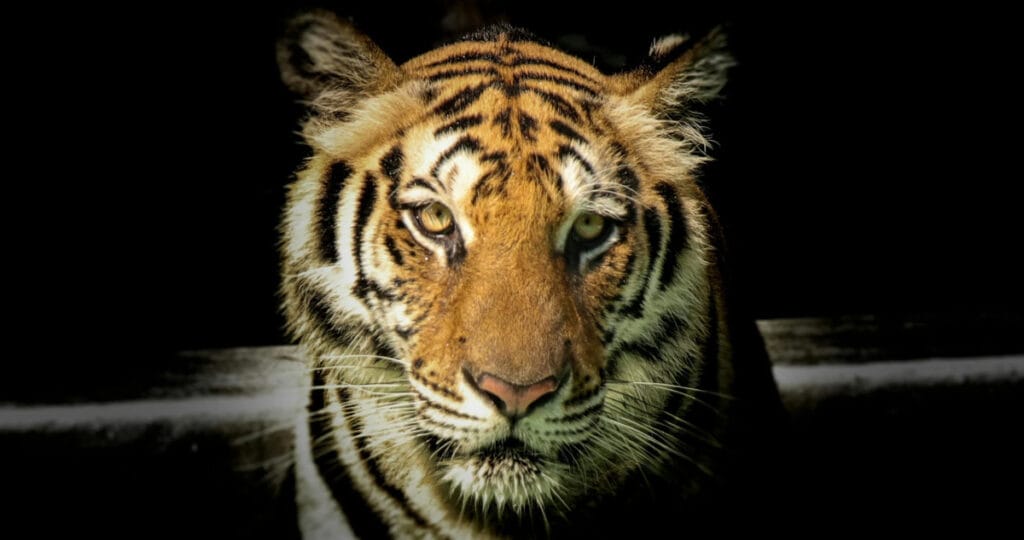 Sayantan Kundu / Pexels