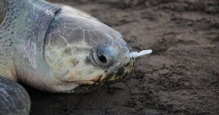 Burnuna plastik pipet sıkışan kaplumbağa küresel kirlilik krizinin nasıl sembolü haline geldi?