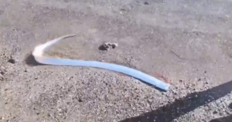 Meksika’da nadir görülen ‘Kıyamet Balığı’ kameraya alındı